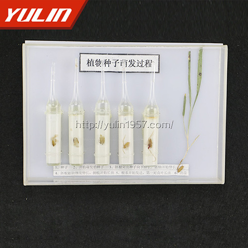 湖南种子萌发标本