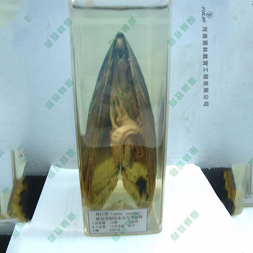 湖南河蚌包埋标本