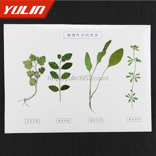 湖南植物叶序类型标本
