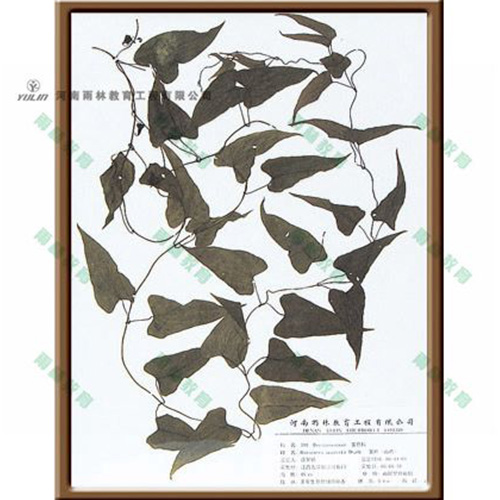 湖南薯蓣标本