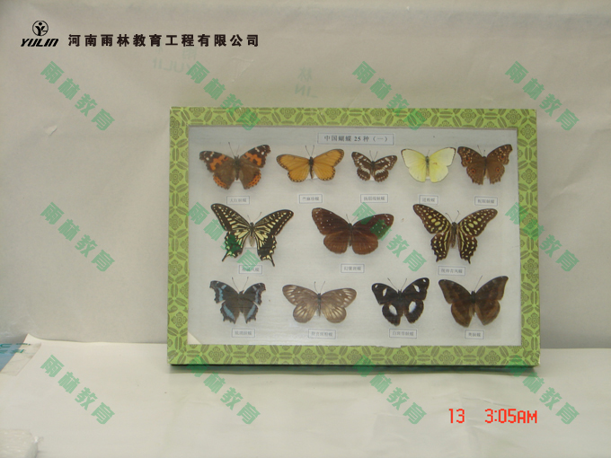 昆虫标本