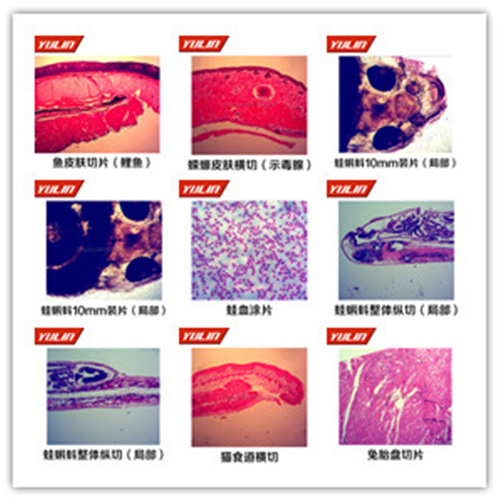 湖南脊索动物门鱼纲类切片