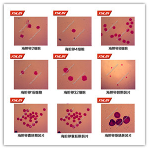 湖南棘皮动物门生物切片