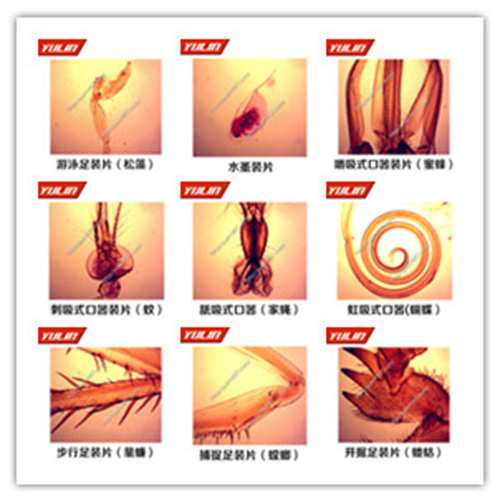 湖南节肢动物门生物玻片