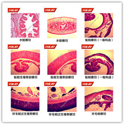 湖南环节软体动物门生物玻片