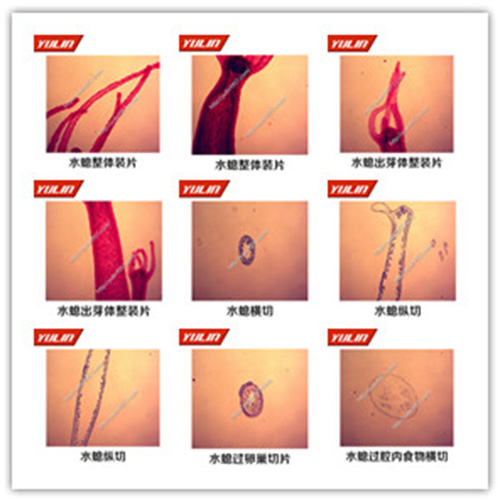 湖南多孔腔肠扁形动物门生物玻片