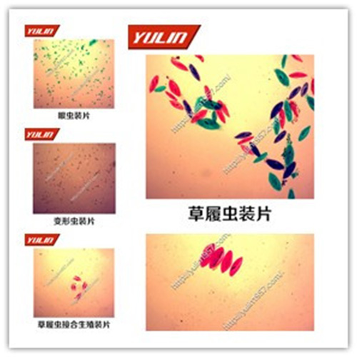 湖南动物生物学原生动物门玻片