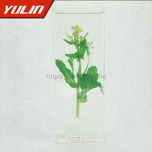 湖南油菜花标本