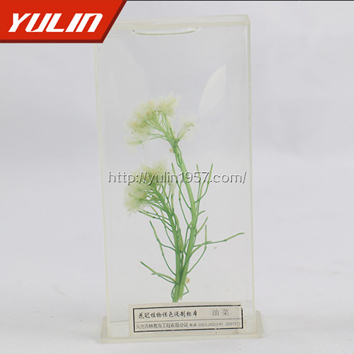 湖南油菜标本