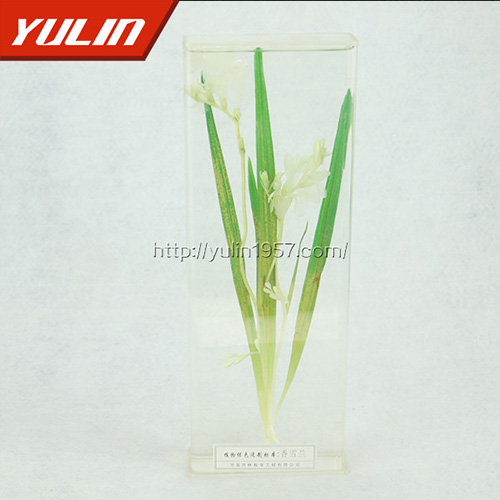 湖南香雪兰标本