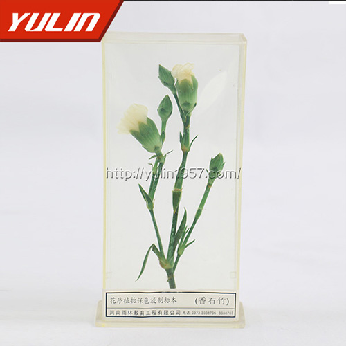 湖南香石竹标本