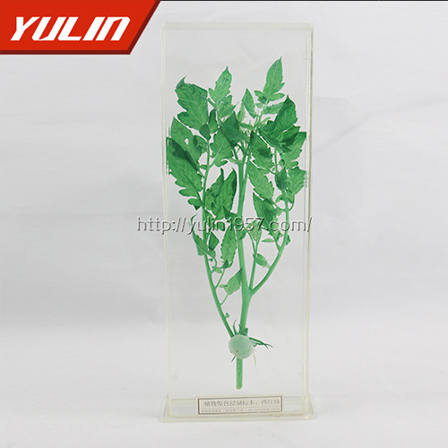 湖南西红柿浸制标本