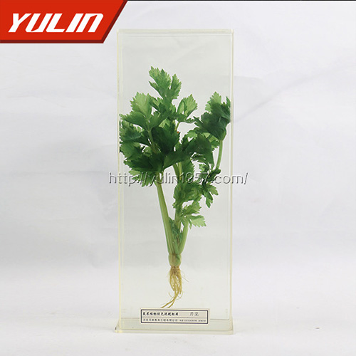 湖南芹菜标本