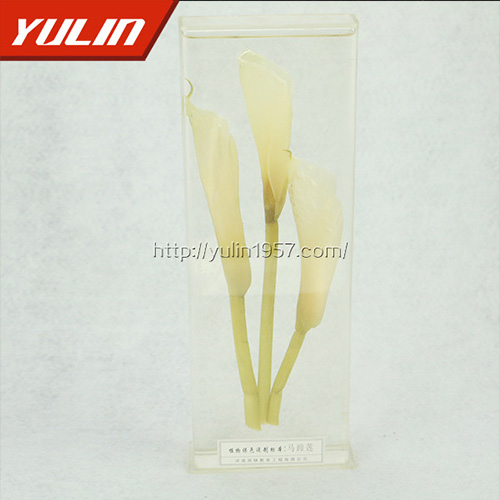 湖南马蹄莲标本