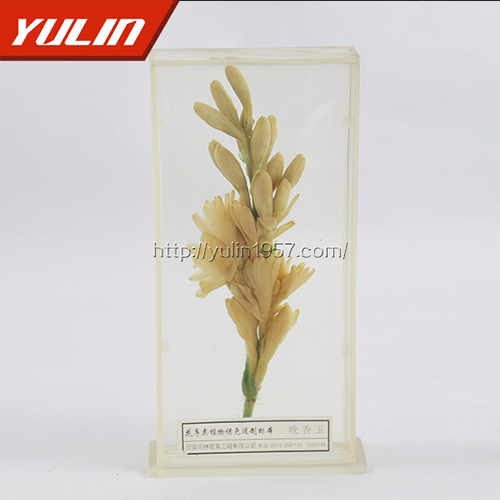 湖南晚香玉标本