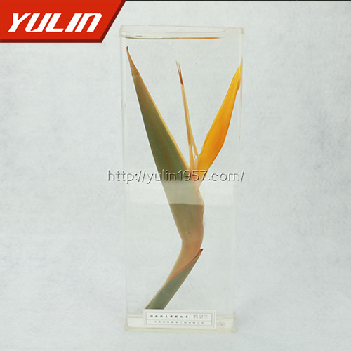 湖南鹤望兰标本