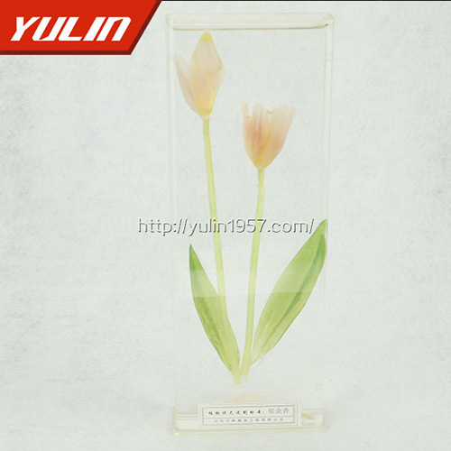 湖南郁金香标本