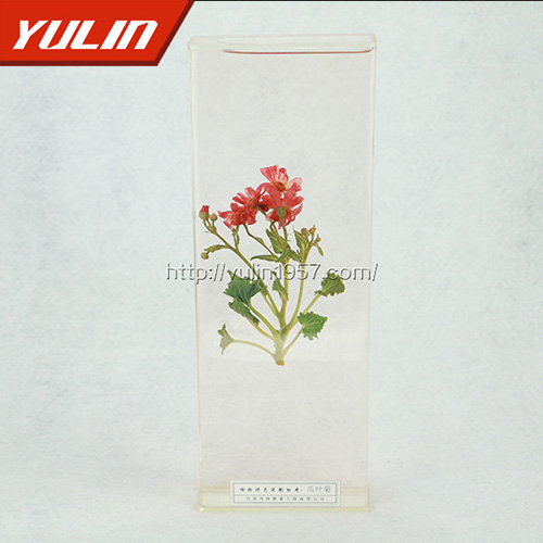 湖南瓜叶菊标本