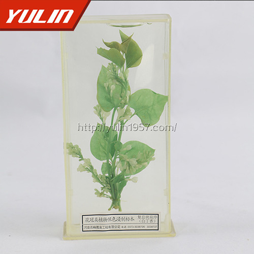 湖南白香花标本