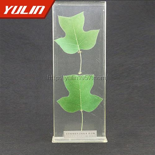 湖南非洲菊标本