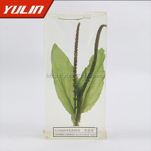 湖南车前草标本