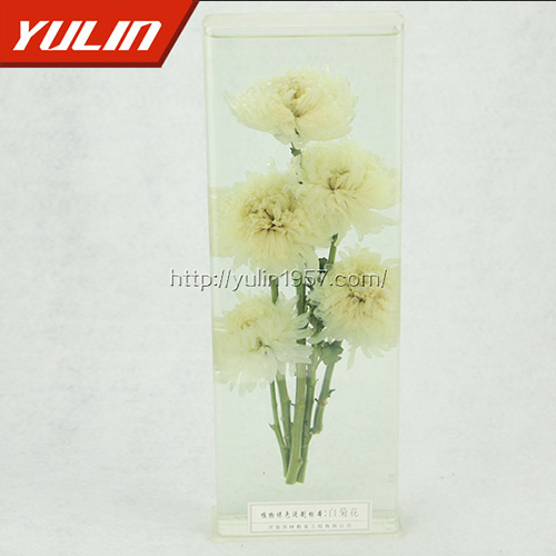 湖南白菊花标本