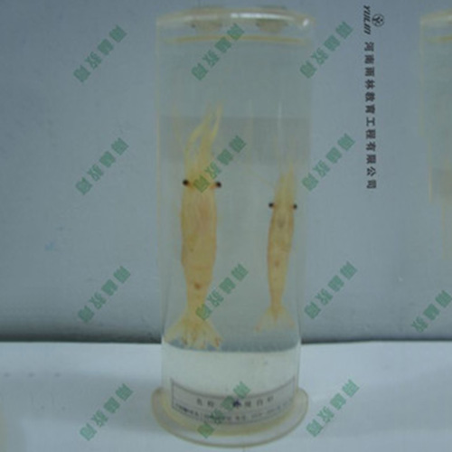 湖南动物干制标本