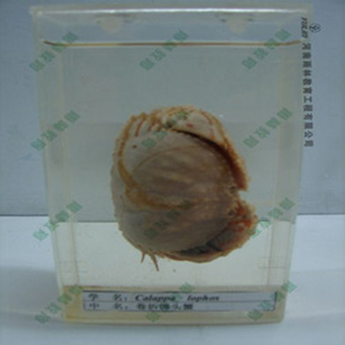 湖南卷折馒头蟹标本