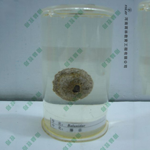 湖南藤壶浸制标本