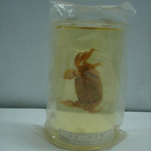 湖南寄居蟹包埋标本