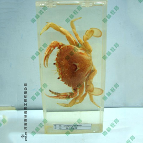 湖南海蛰包埋标本