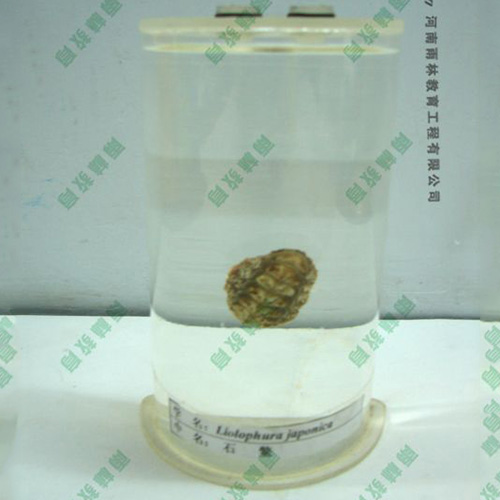 湖南石鳖浸制标本