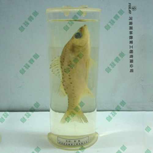 湖南教学用鱼解剖浸制标本