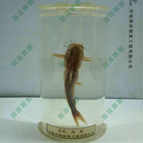 湖南海鲶浸制标本
