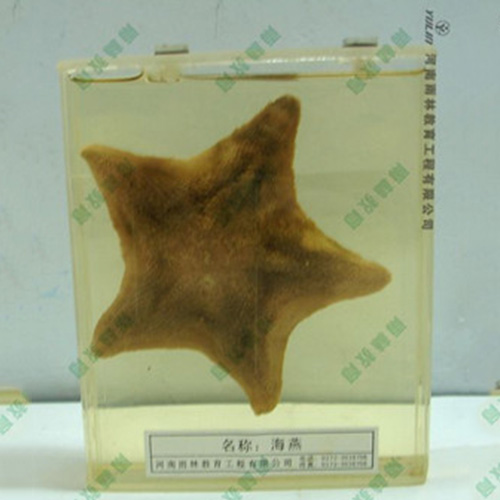 湖南海葵包埋标本
