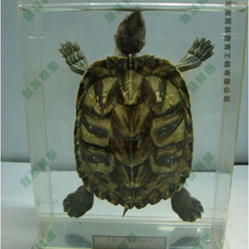 湖南乌龟包埋标本