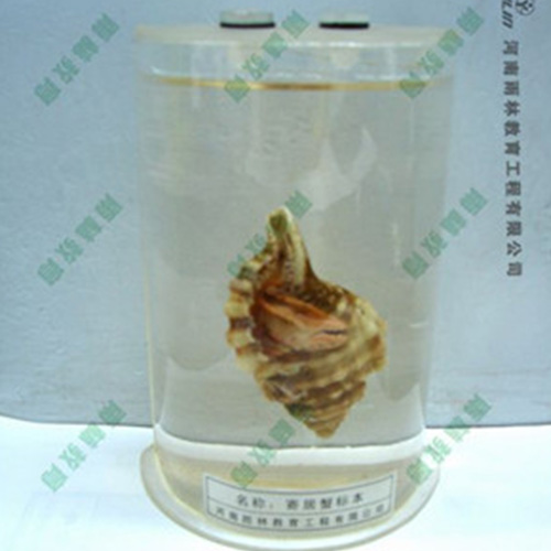 湖南寄居蟹浸制标本