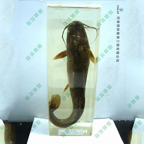 湖南动物浸制标本
