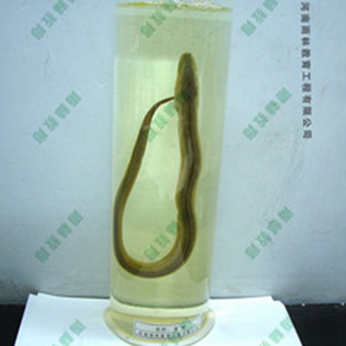 湖南黄鲢浸制标本