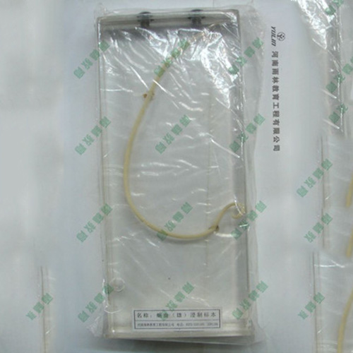 湖南蛔虫包埋标本