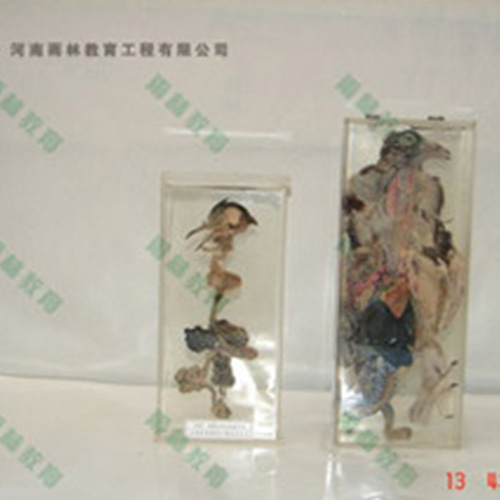 湖南鸽骨骼包埋标本