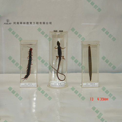 湖南草蜥浸制标本