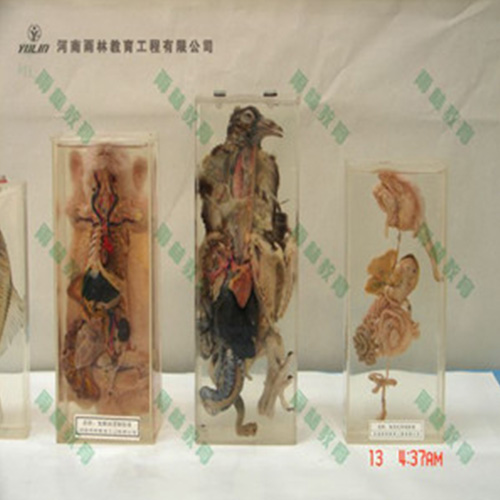 湖南鸽解剖包埋标本