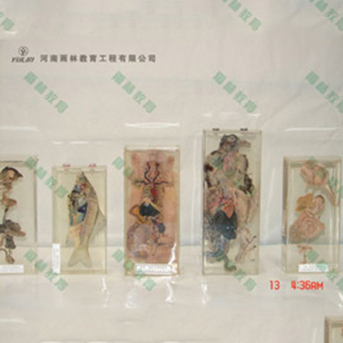 湖南兔解剖包埋标本