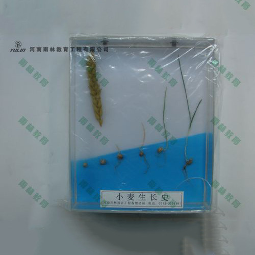 湖南小麦浸制标本