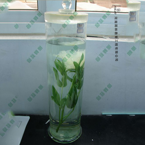 湖南夹竹桃浸制标本