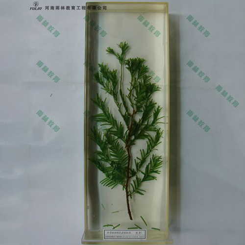 湖南水杉浸制标本