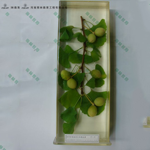湖南银杏浸制标本