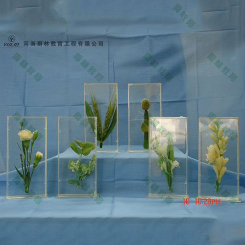 湖南植物浸制标本012