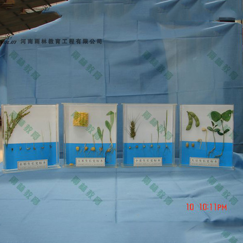 湖南植物生长标本